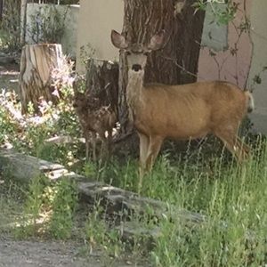Meet your Posher, Tammy
